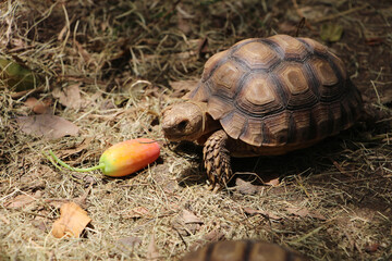 African Sulcata Tortoise Natural Habitat,Close up African spurred tortoise resting in the garden, Slow life ,Africa spurred tortoise sunbathe on ground with his protective shell ,Beautiful Tortoise