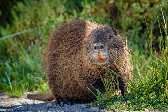 The Swamp Rat AKA Koypu Or Nutria