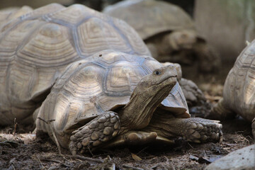 African Sulcata Tortoise Natural Habitat,Close up African spurred tortoise resting in the garden, Slow life ,Africa spurred tortoise sunbathe on ground with his protective shell ,Beautiful Tortoise