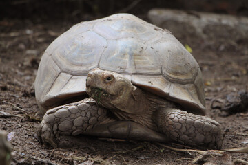 Fototapeta premium African Sulcata Tortoise Natural Habitat,Close up African spurred tortoise resting in the garden, Slow life ,Africa spurred tortoise sunbathe on ground with his protective shell ,Beautiful Tortoise