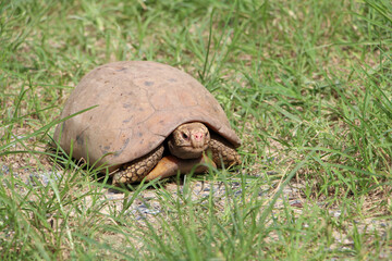  Elongated tortoise in the nature, Indotestudo elongata ,Tortoise sunbathe on ground with his protective shell ,Tortoise from Southeast Asia and parts of South Asia ,High yellow Tortoise