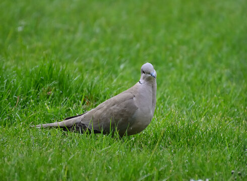 Beautiful turtledove in the grass in our garden.