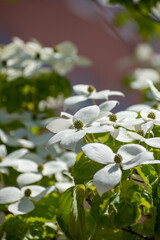 白いヤマボウシの花