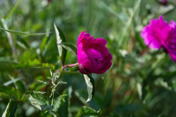 芍薬の花が咲き始めました