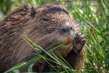 The swamp rat AKA Koypu or Nutria