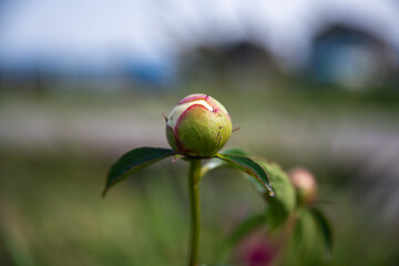 芍薬の花が咲き始めました