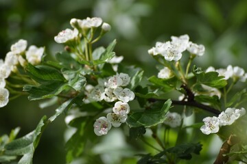 Hawthorn blossom