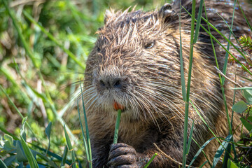 The swamp rat AKA Koypu or Nutria