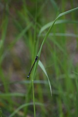 large blue-tailed damselfly