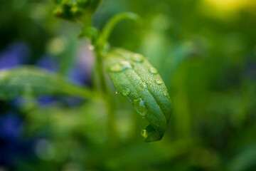 Blatt mit Wassertropfen