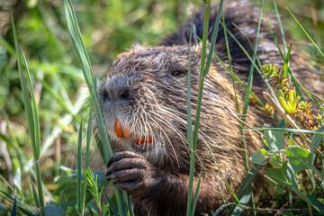 The swamp rat AKA Koypu or Nutria