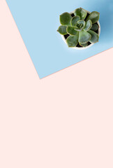 Creative concept photo of succulent flower on pink background.