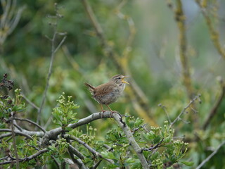 Eurasian wren (Troglodytes troglodytes) singing from hawthorn branch
