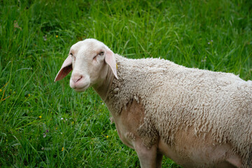 Female sheep