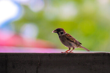 Eurasian Tree Sparrow