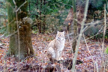 lynx