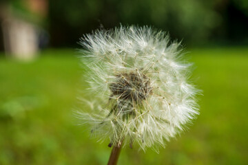 Pusteblume