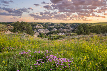 Sunset with purple wildflowers near the Oxbow Overlook in the Theodore Roosevelt National Park - North Unit on the Little Missouri River - North Dakota Badlands - obrazy, fototapety, plakaty