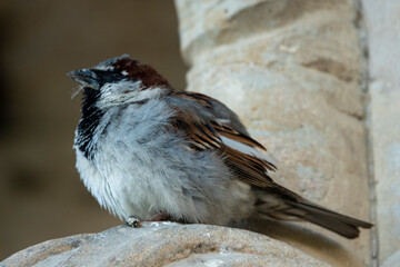 Spatz