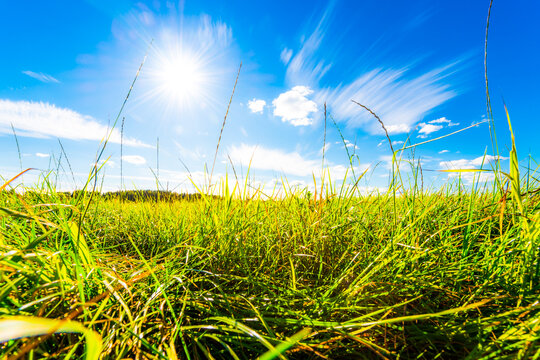 In The Field Among The Grass On A Background Of Blue Sky With Clouds And Sun. Close Up View From The Level Of The Grass