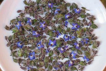 Healing flower of Borago officinalis (starflower)on white plate and Drying in the sun for borage tea (using the dried purple flowers) In Persian cuisine is called "gol gavzaban". © Raksanstudio