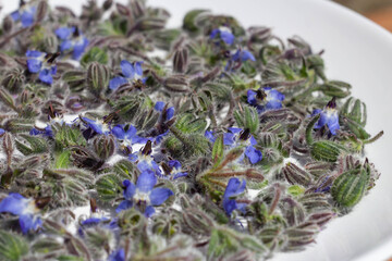 Healing flower of Borago officinalis (starflower)on white plate and Drying in the sun for borage tea (using the dried purple flowers) In Persian cuisine is called "gol gavzaban". © Raksanstudio