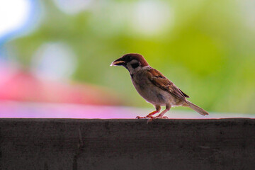 Eurasian Tree Sparrow
