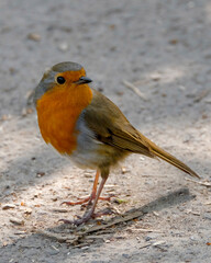 European robin, known simply as the robin or robin redbreast, Erithacus rubecula