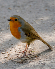 European robin, known simply as the robin or robin redbreast, Erithacus rubecula