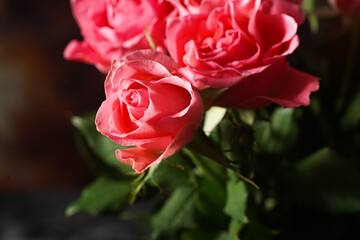 Pink roses in the morning light, a close up