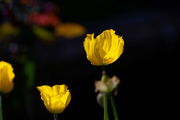 Gelber Mohn im Sonnenlicht.