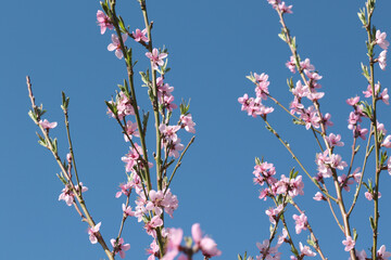peach tree blossom with pink flowers at springtime