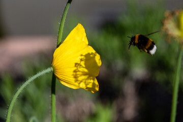 Gelber Mohn mit einer Hummel.