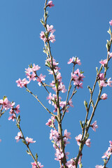 peach tree blossom with pink flowers at springtime