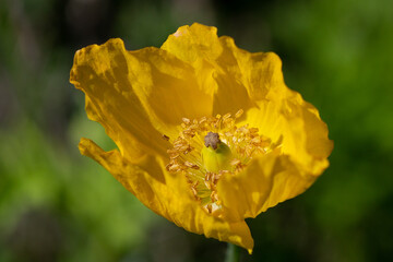 Obraz premium Gelber Mohn im Sonnenlicht.