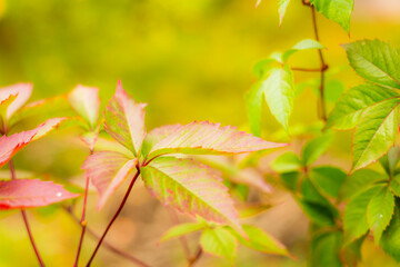 Leaves of wild vine. Close up view