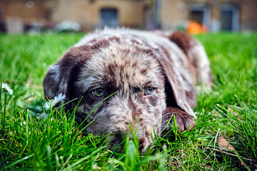 Gefleckter Labrador Retriever Welpe.