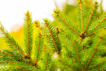 Branches of a young spruce. Close up view
