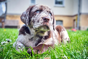 Gefleckter Labrador Retriever Welpe.