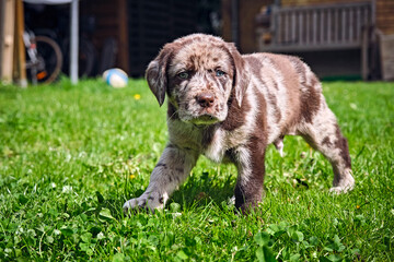 Gefleckter Labrador Retriever Welpe.