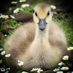 Duckling looking straight at camera