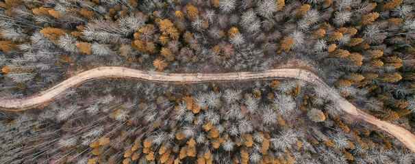autumn forest taiga view from drone, yellow trees landscape nature fall