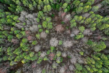 autumn forest without leaves top view with drone, nature background landscape