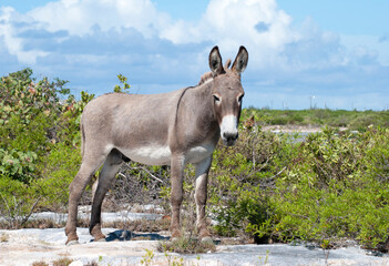 Grand Turk Island Wild Donkey
