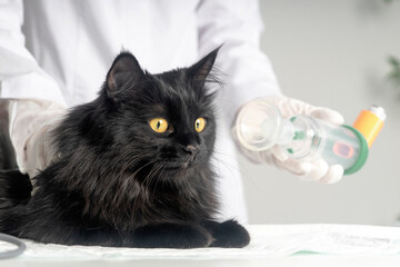 Treating a cat for asthma with an inhaler.