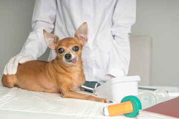 Medical examination of the animal, blood pressure measurement in the veterinary clinic.