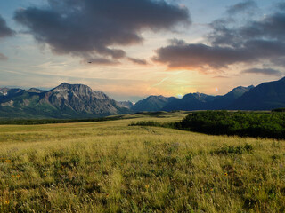 golden field with blue sky and mountains in the backround