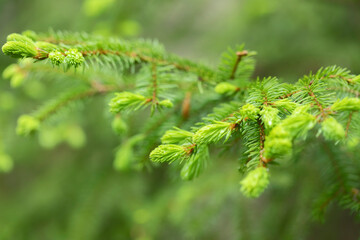 A spruce (Picea) branch with young green shoots. The shoots were used for scurvy prevention because of the Vitamin C in the shoots.