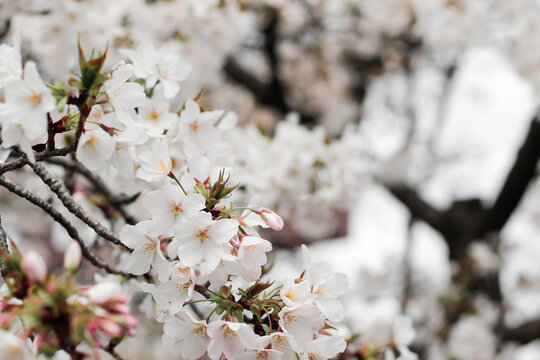 White Cherry Blossom In Osaka, Japan