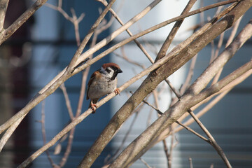 A Sparrow resting on a tree